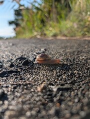 snail on the ground © Danielle