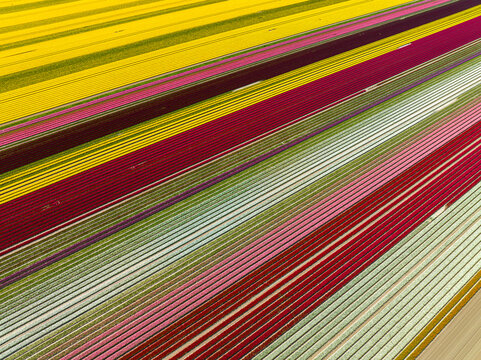 Aerial view of vibrant, multi-colored tulip fields arranged in long, parallel rows, showcasing a geometric pattern of yellow, red, pink, and white blossoms in Schagen, North Holland, Netherlands.