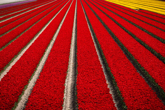 Aerial view of vibrant red tulip fields arranged in long, parallel rows with yellow flowers in the distance, showcasing Dutch agriculture in Schagen, North Holland, Netherlands.