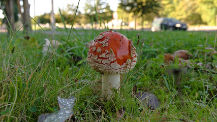 Young fly agaric mushroom (Amanita muscaria) with abundant veil remnants growing among grass and moss. © Oddette