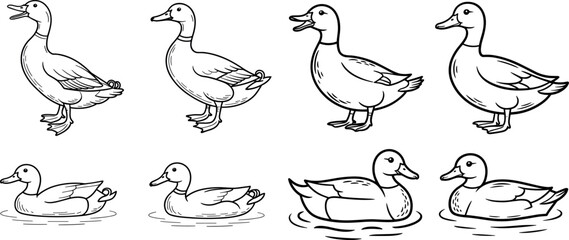Fototapeta premium Hand drawn duck line art vector bundle featuring standing and floating poses in side view layout