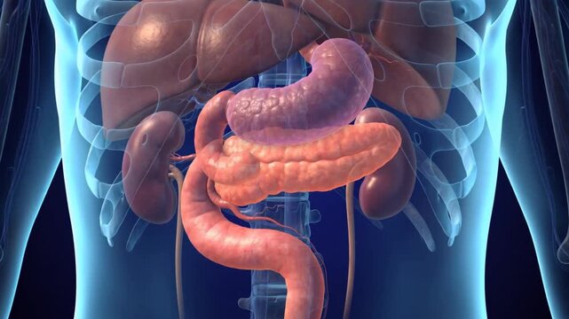 Human Pancreas Anatomy in Translucent Body, 3D Digestive System Medical Animation
