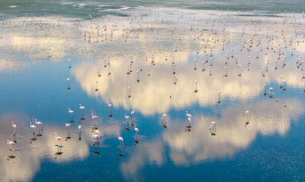Salt Lake is located between Ankara, Konya and Aksaray. It is one of Turkey's largest cranes (flamingo) habitats