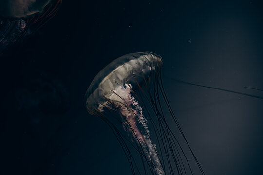 Jellyfish swims gracefully in dark water at an aquarium during evening hours