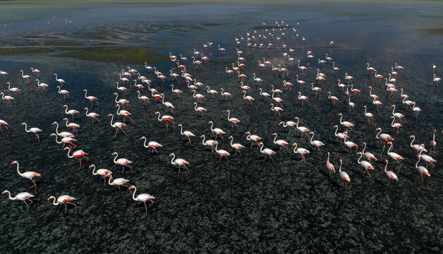 Salt Lake is located between Ankara, Konya and Aksaray. It is one of Turkey's largest cranes (flamingo) habitats