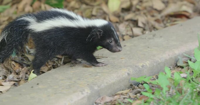 Striped skunk foraging for food in dry leaves and grass