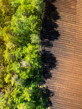 Aerial view of a lush green forest edge bordering a freshly plowed agricultural field with long shadows cast by the trees in Bumiaji, East Java, Indonesia.