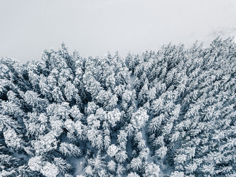 Aerial view of a dense coniferous forest covered in fresh white snow during winter in Latvia.