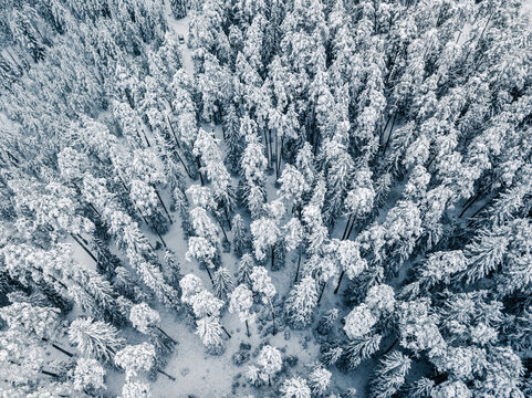 Aerial view of a dense forest covered in snow with tall pine trees and a light dusting of frost on the branches in Latvia.