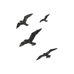 Obraz premium Textured black pencil sketch of a flock of birds flying in the sky isolated on transparent background. Hand drawn illustration of seagulls or crows for nature, freedom, migration, and minimalist art 