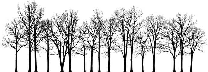 Obraz premium Bare winter tree silhouettes, black forest line vector illustration, leafless deciduous trees in a row, minimalist nature landscape elements