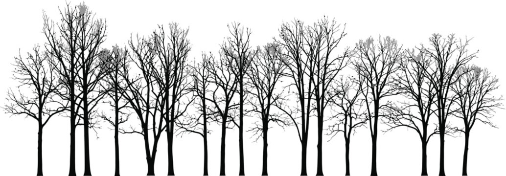 Bare winter tree silhouettes, black forest line vector illustration, leafless deciduous trees in a row, minimalist nature landscape elements