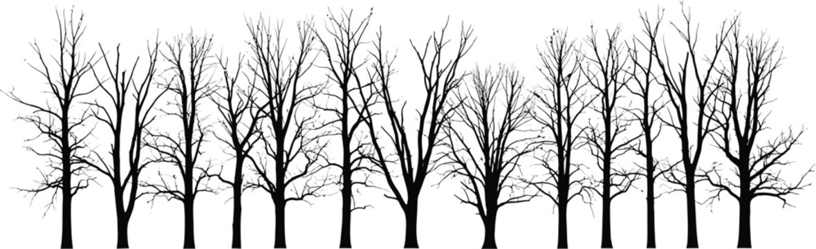 Black silhouette of bare winter trees, leafless forest landscape vector, minimalist dead tree branches set on white background