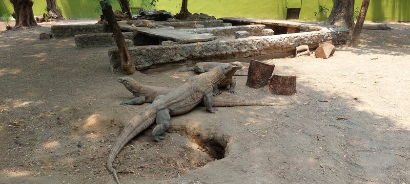 Two Komodo dragons resting in an outdoor zoo enclosure