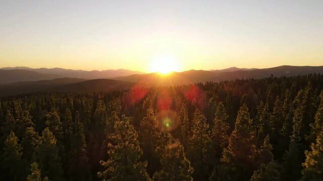 Aerial drone view of pine forest at golden hour sunset, cinematic mountain landscape background sunrise