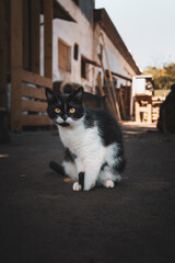 Close-Up of a White and Grey Cat Sitting on a Wicker Basket Indoors © Nastya Revva