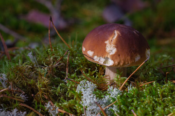 A porcini mushroom in the forest, in the rays of the sun. © Александра Плискова
