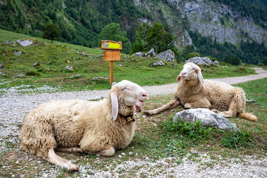 Two fluffy sheep resting by a hiking trail amidst lush green mountains in Bavaria, Germany