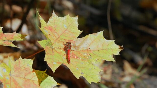 Red dragonfly rests on yellowing maple leaf. Soft autumn light highlights leaf's delicate veins. Background holds earthy tones of fallen leaves. Nature's quiet stillness in late season