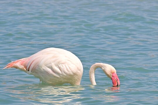 Greater Flamingo  ,Phoenicopterus roseus  in the salt lagoon of Calpe, Spain