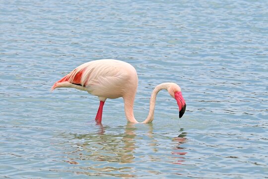 Greater Flamingo  ,Phoenicopterus roseus  in the salt lagoon of Calpe, Spain