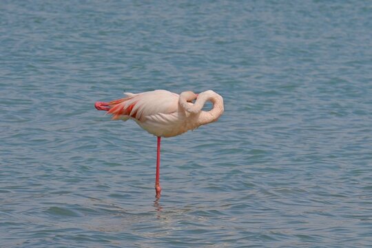 Greater Flamingo  ,Phoenicopterus roseus  in the salt lagoon of Calpe, Spain