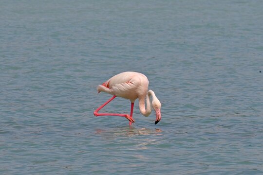 Greater Flamingo  ,Phoenicopterus roseus  in the salt lagoon of Calpe, Spain
