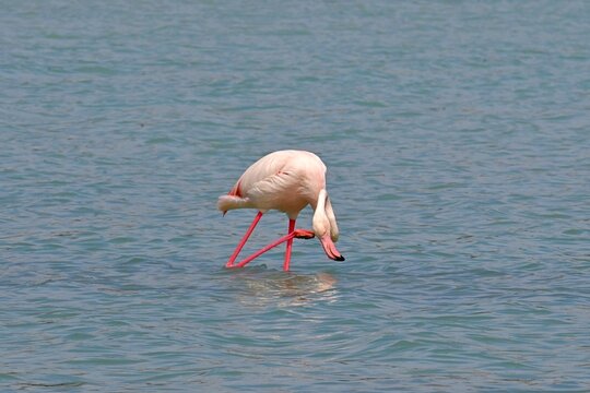 Greater Flamingo  ,Phoenicopterus roseus  in the salt lagoon of Calpe, Spain