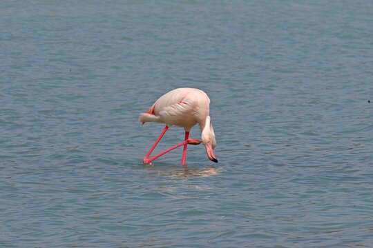 Greater Flamingo  ,Phoenicopterus roseus  in the salt lagoon of Calpe, Spain
