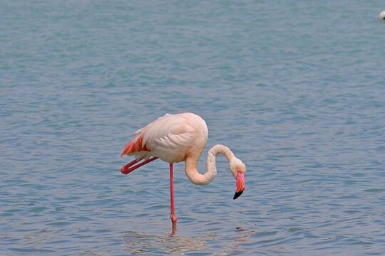 Greater Flamingo  ,Phoenicopterus roseus  in the salt lagoon of Calpe, Spain