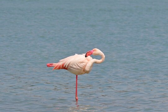 Greater Flamingo  ,Phoenicopterus roseus  in the salt lagoon of Calpe, Spain