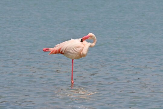 Greater Flamingo  ,Phoenicopterus roseus  in the salt lagoon of Calpe, Spain