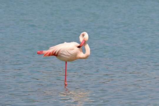 Greater Flamingo  ,Phoenicopterus roseus  in the salt lagoon of Calpe, Spain