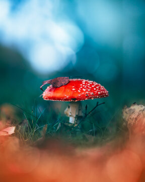 Fly agaric mushroom (Amanita muscaria) with fallen autumn leaf on red cap, beautiful moody macro photo with teal background, shallow depth of field, and soft forest bokeh