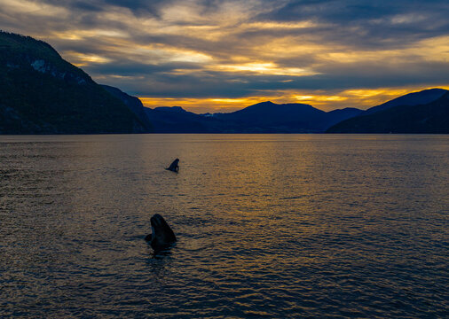 Aerial view of pilot whales swimming in the calm waters of a fjord at sunset with dramatic mountains in the background, Valldal, More og Romsdal, Norway.
