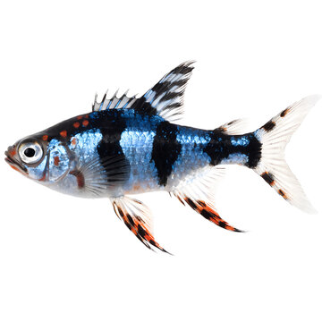 Blue Tiger Barb Fish Isolated on White Background