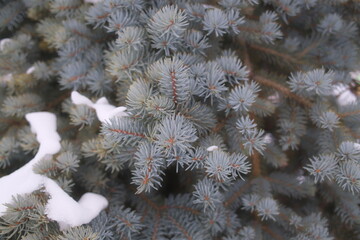 Fresh white snow rests on the blue green needles of a spruce tree during a cold winter day in a forest setting while the plant remains in a dormant state during the season © vannet