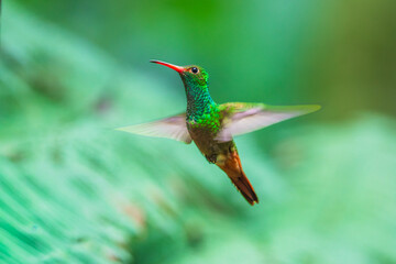 Fototapeta premium A Rufous-tailed Hummingbird (Amazilia tzacatl) hovering in flight against a blurred green background in Ecuador.