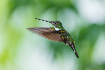 Fototapeta premium A Collared Inca hummingbird (Coeligena torquata) hovering in flight against a lush green background in Ecuador.