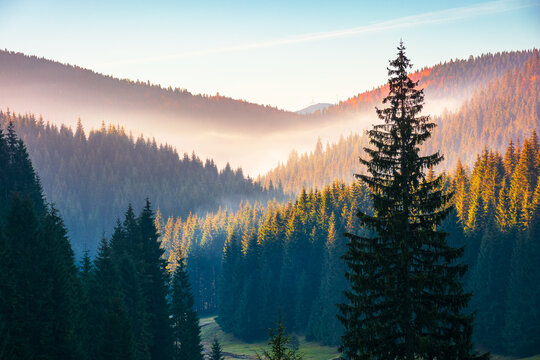 fir trees on a meadow down the will to coniferous forest in foggy mountains of Romania. magical landscape in morning light. autumn season in Apuseni natural park