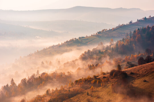 trees on meadow between hillsides with conifer forest in fog at sunrise. light beam through glowing misty atmosphere in the valley. autumn in Transcarpathia