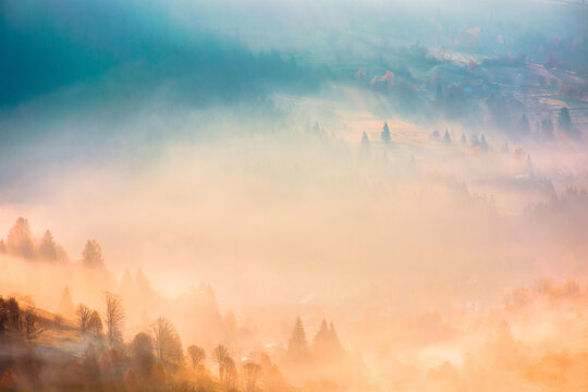 trees on meadow between hillsides with conifer forest in fog at sunrise. light beam through glowing misty atmosphere in the valley. autumn in Transcarpathia