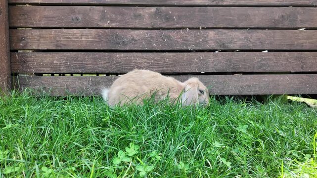A young cottontail rabbit searching for choice grass stems in the dewy grass on a summer morning