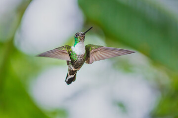 Fototapeta premium A Collared Inca hummingbird (Coeligena torquata) hovering in flight against a lush green background in Ecuador.