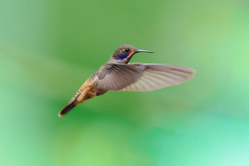 Fototapeta premium A Brown Violetear hummingbird (Colibri delphinae) hovering in flight against a lush green background in Ecuador.