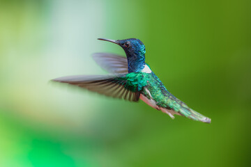 Fototapeta premium A White-necked Jacobin hummingbird (Florisuga mellivora) hovering in flight against a lush green background in Ecuador.