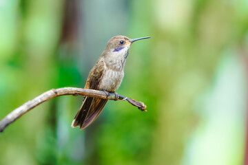 Fototapeta premium A Brown Violetear hummingbird (Colibri delphinae) hovering in flight against a lush green background in Ecuador.