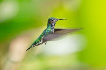 Fototapeta premium A White-necked Jacobin hummingbird (Florisuga mellivora) hovering in flight against a lush green background in Ecuador.