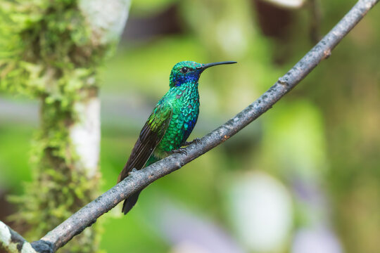 A Sparkling Violetear hummingbird (Colibri coruscans) perched on a branch in the cloud forest of Ecuador.