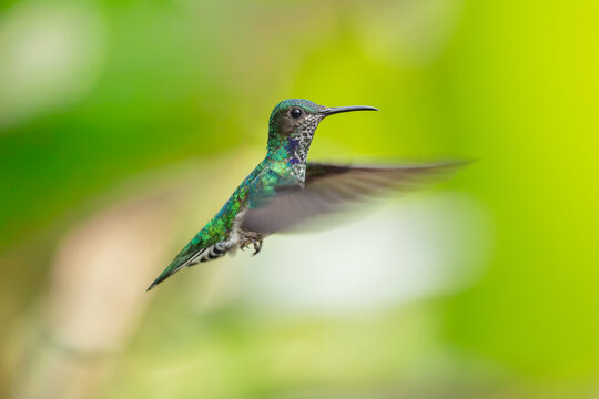 A White-necked Jacobin hummingbird (Florisuga mellivora) hovering in flight against a lush green background in Ecuador.